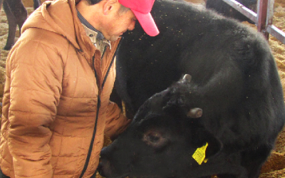 愛情をかけて牛を世話するスタッフの写真